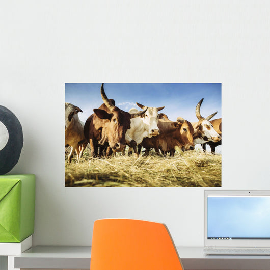 Herded cattle in the Western highlands Wall Mural
