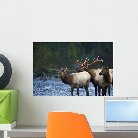 Bull Roosevelt Elk bugling with two cows Wall Mural