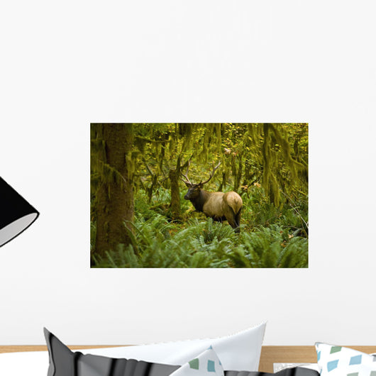 Bull Roosevelt elk framed by rainforest foliage Wall Mural