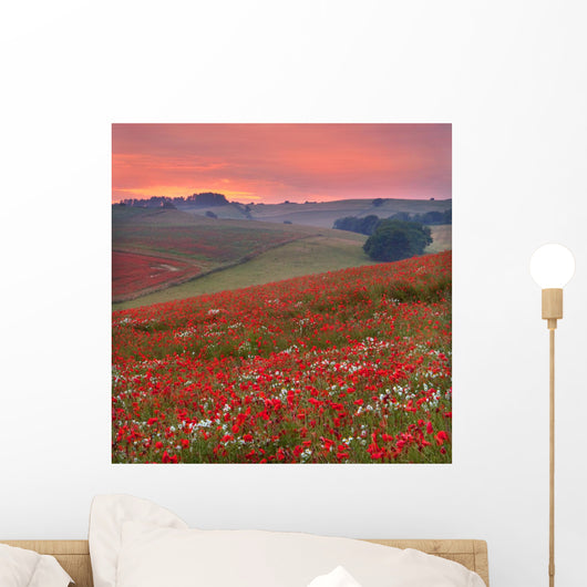 Dorset Poppy Field Sunset