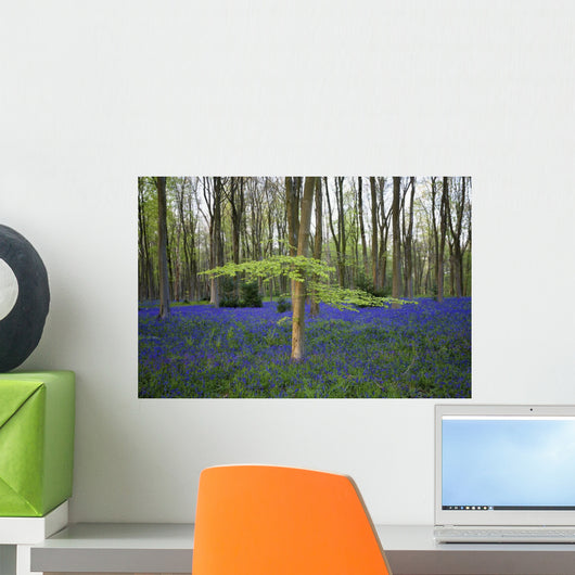 Bluebells in the woods Wall Mural