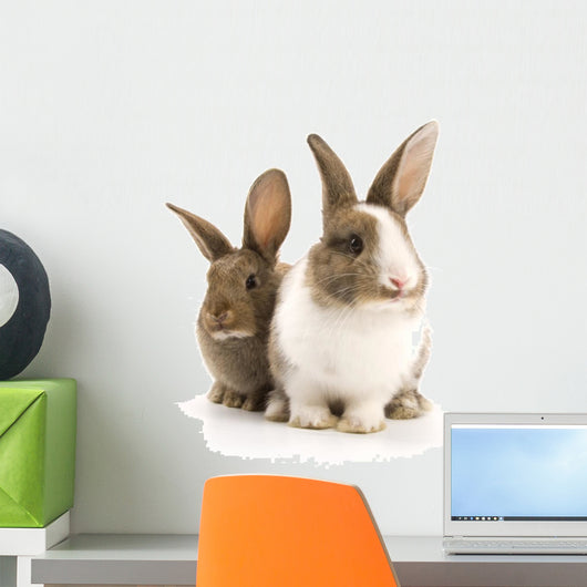 Two Adorable Rabbits
