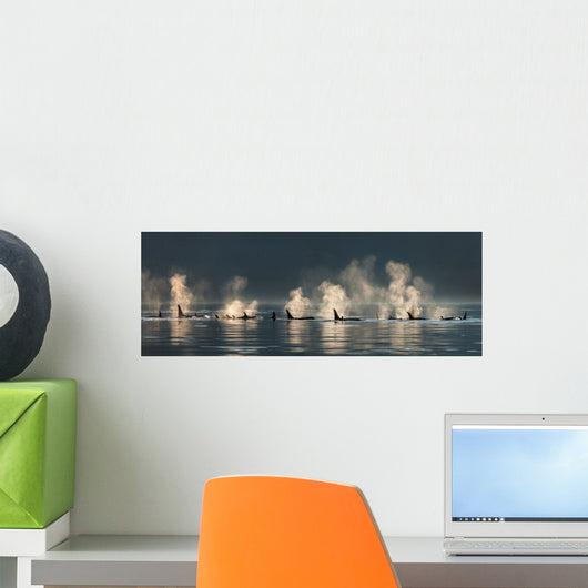 A group of Orca whales come to the surface on a calm day in Lynn Canal Wall Mural