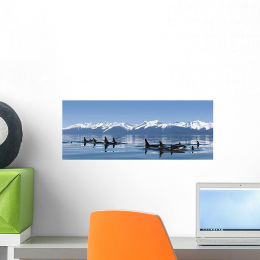 A group of Orca whales come to the surface on a calm day in Lynn Canal Wall Mural