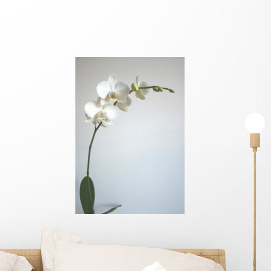 White Orchid Wall Mural