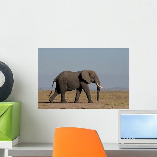 Elefante