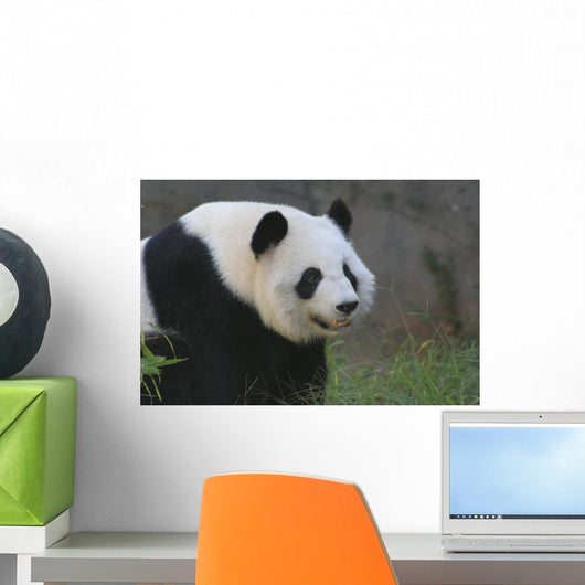 Panda17