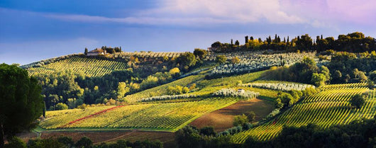 Vineyard, near San Gimignano Wall Mural
