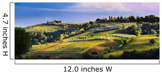 Vineyard, near San Gimignano Wall Mural