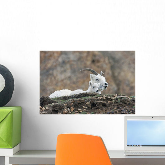 Dall Sheep lamb and its mother in Denali National Park Wall Mural