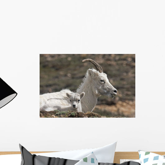 Dall Sheep lamb and its mother in Denali National Park Wall Mural