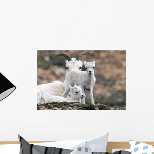 Dall Sheep ewe watching over two lambs Wall Mural