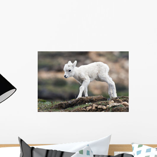 Dall Sheep lamb in Denali National Park, Interior Alaska Wall Mural