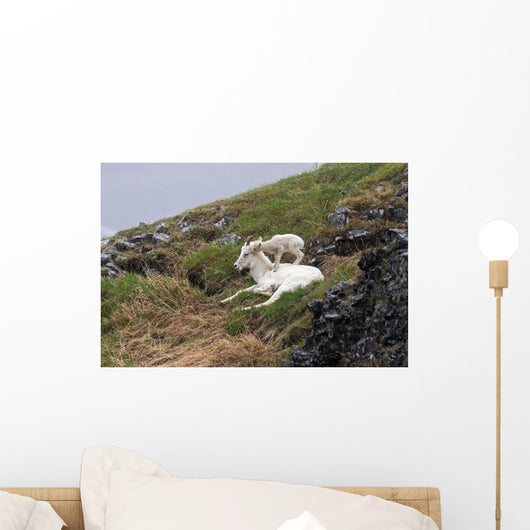 Dall Sheep lamb plays on top of its mother in Denali National Park Wall Mural