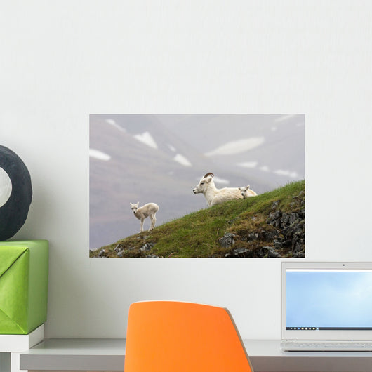 Dall Sheep ewe and her lamb in Denali National Park, Interior Alaska Wall Mural