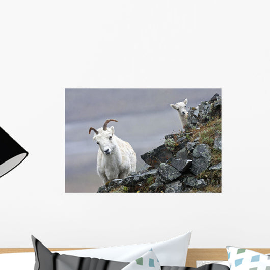 Dall Sheep ewe and her lamb in Denali National Park, Interior Alaska Wall Mural