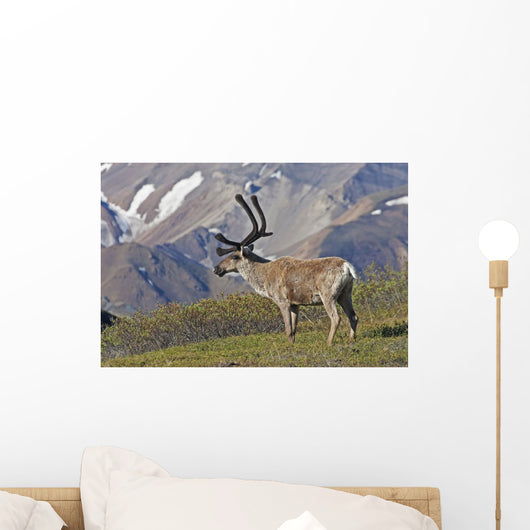 Caribou near the Park road, Denali National Park, Interior Alaska Wall Mural
