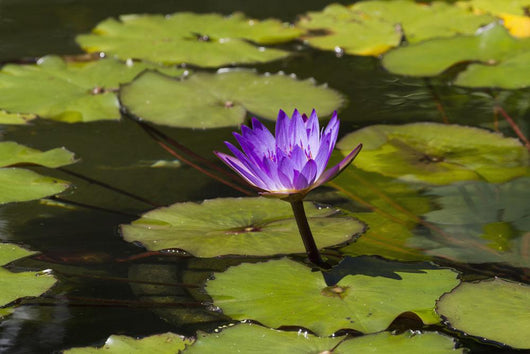 Water lily in the Bethesda Fountain in Central Park Wall Mural
