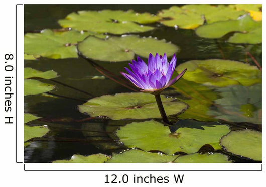 Water lily in the Bethesda Fountain in Central Park Wall Mural