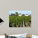 Bordeaux Vineyard