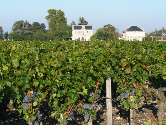 Bordeaux Vineyard