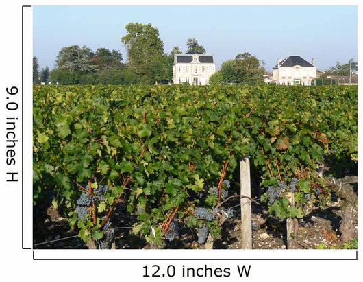 Bordeaux Vineyard