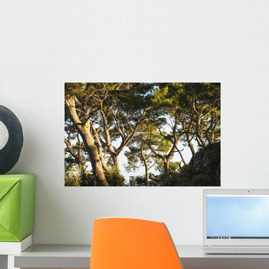 Trees and blue sky Wall Mural