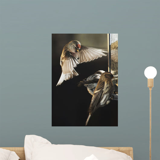 Common Repoll Hovering Wall Decal