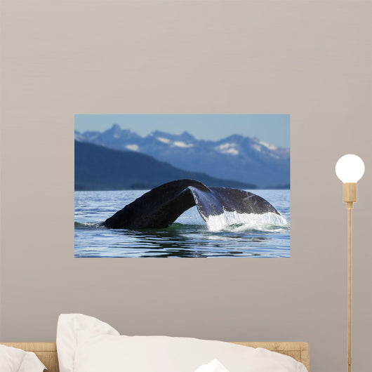 A Humpback whale lifts its flukes as it returns to the depths to feed Wall Mural