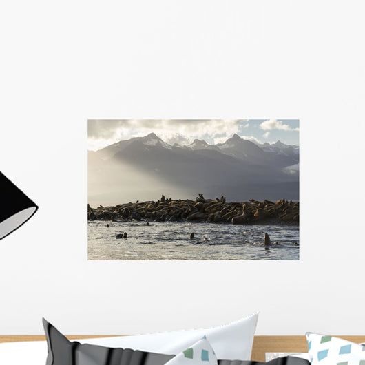Sea lions basks Wall Mural
