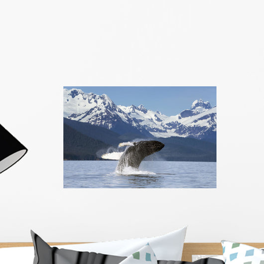 A humpback whale leaps Wall Mural