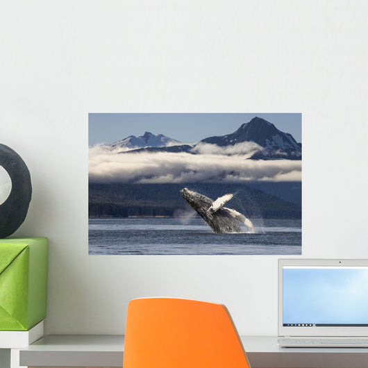 A humpback whale breaches as it leaps Wall Mural