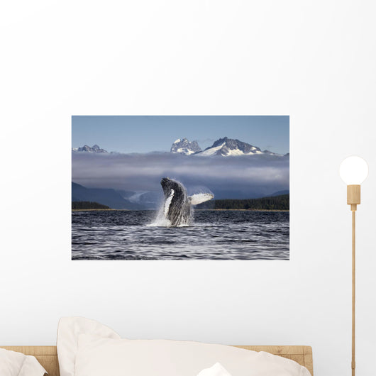 Composite A humpback whale breaches, leaping Wall Mural