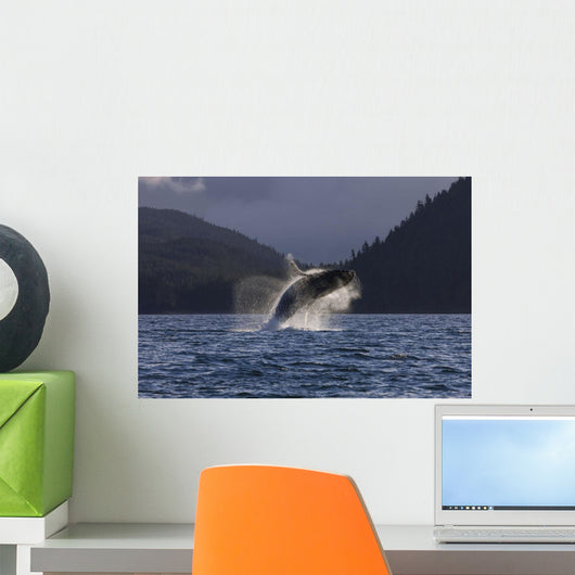 A Humpback Whale leaps Wall Mural