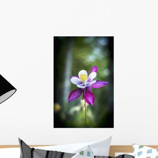 Columbine blooms in a garden Wall Mural