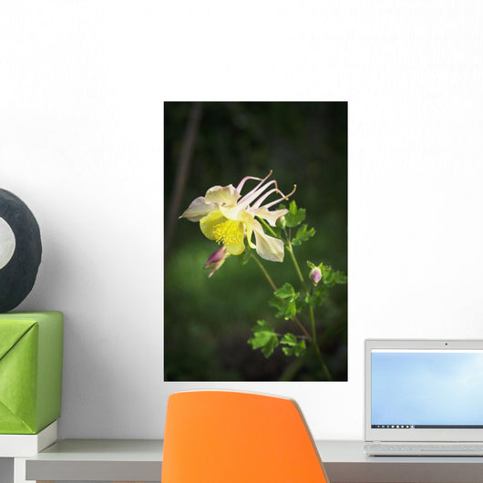 Columbine blooms in a garden Wall Mural