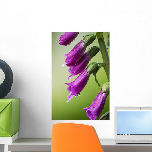 Raindrops cling to Foxglove petals Wall Mural