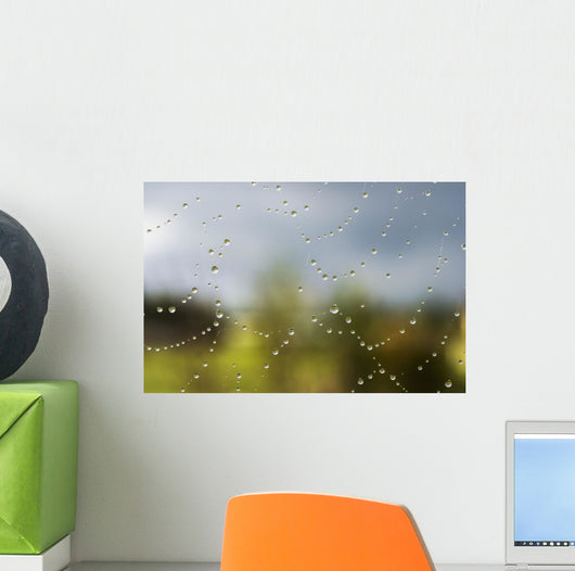 A spider's web catches rain drops Wall Mural