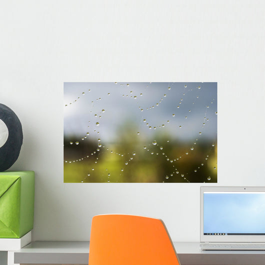 A spider's web catches rain drops Wall Mural