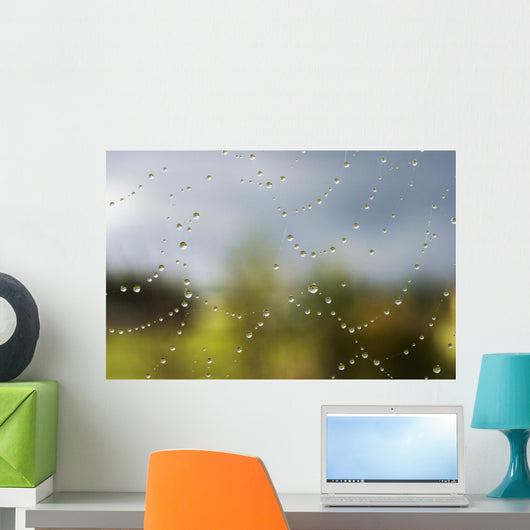 A spider's web catches rain drops Wall Mural