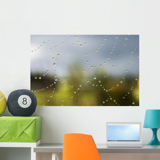 A spider's web catches rain drops Wall Mural