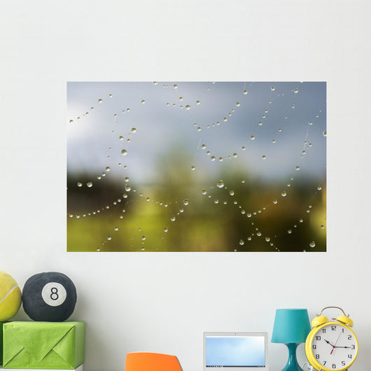 A spider's web catches rain drops Wall Mural