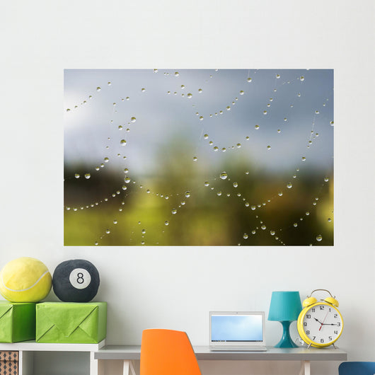 A spider's web catches rain drops Wall Mural