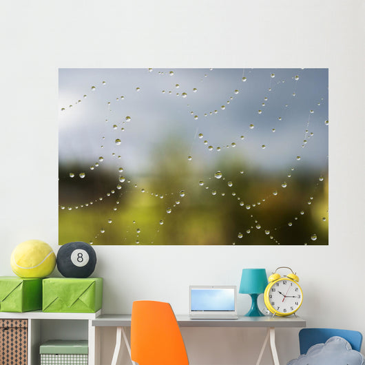 A spider's web catches rain drops Wall Mural