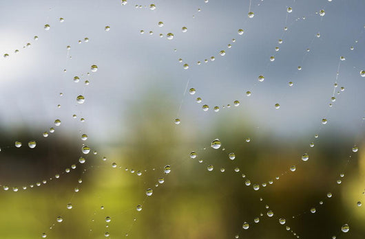 A spider's web catches rain drops Wall Mural