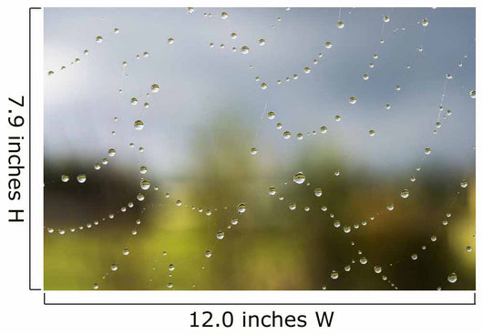 A spider's web catches rain drops Wall Mural