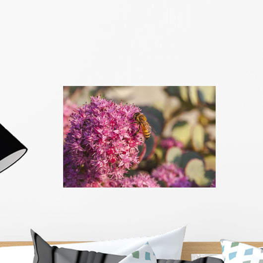 Honeybee on a dark pink Sedum flower Wall Mural
