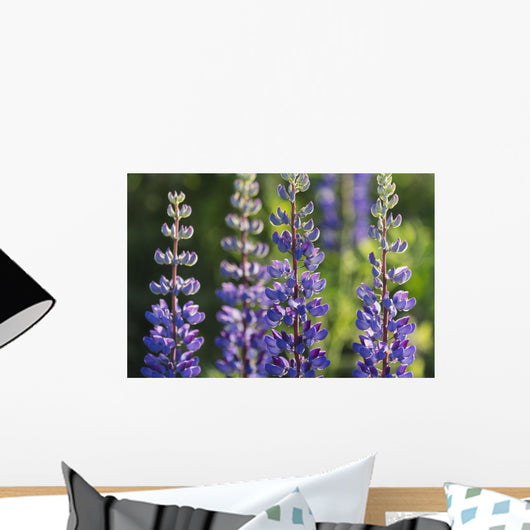 Bluebonnet lupine Wall Mural
