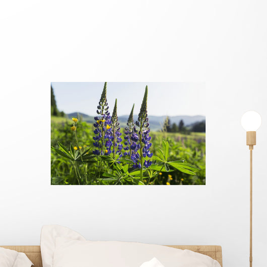 Bluebonnet lupine Wall Mural