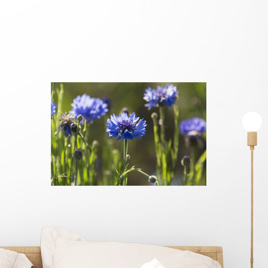 Cornflowers Wall Mural